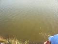 Mancing Bandeng di Tambak Dadap