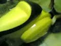 Vespisti Terracinesi \"Marmitta Pettegola\" 5 Vespisti Terracinesi \"Marmitta Pettegola\" 5