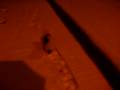 videos de Muffin in the snow Las Vegas Maltipoo