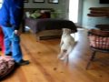 Irene fetches toy