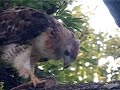 Red-tailed Hawk eating bunny Red-tailed Hawk eating bunny