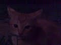 Justin in action ! GATITO DE JUAN 2