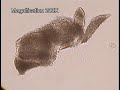 The Culturing of Bions from Uncooked Foodstuffs Orgonomy