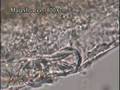 The Culturing of Bions from Uncooked Foodstuffs
