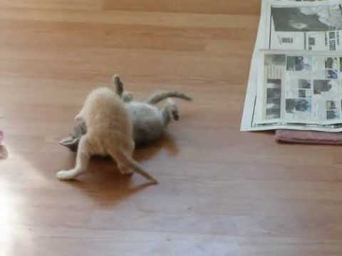 Kitten Surprise!! ( how to break up a cat fight ) The Original