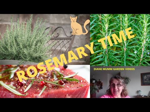 how to grow rosemary from seed