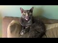 Cat Haunted House - A Haunted House For Cats