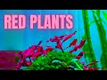 Best Aquarium Light For Red Plants