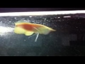 Xanthic Silver Arowana