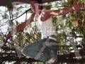murga crew - gracias a ti