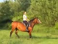 Parrot and horse