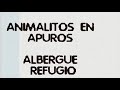 PERRITOS EN ADOPCIÓN