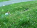 Alsatian wants to play!