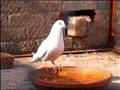 TIPPLERS,PAKISTAN,JHELUM,KABOOTAR