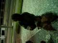 videos de Cogumelo do Jonêi.