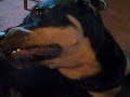 LOLA MAE