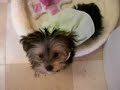 Morkie Hates Dress