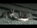 Possum Squabbles