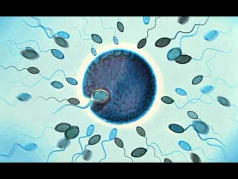 how to fertilize esperanza