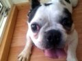 Hund Schwein oder doch Traktor (Luis) die Killer Dogge