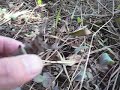 ミヤマクワガタ2