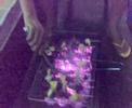 Nuong thit