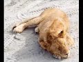眠りネコ動画