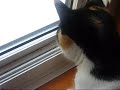 Cat Twitch