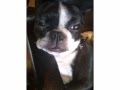 Talking dog～話す犬～