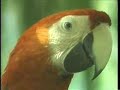 Costa Rica ~ ser tico ~