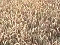 Silbury Hill Crop Circle Formation, 24?08/08 Part 2