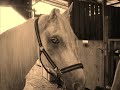 folly, our aged arab mare is reaching the end of the trail.  we celebrate the years she has been with us and promise to keep her in knee-high grass until her winter ends.