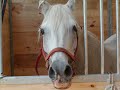 folly, our aged arab mare is reaching the end of the trail.  we celebrate the years she has been with us and promise to keep her in knee-high grass until her winter ends.