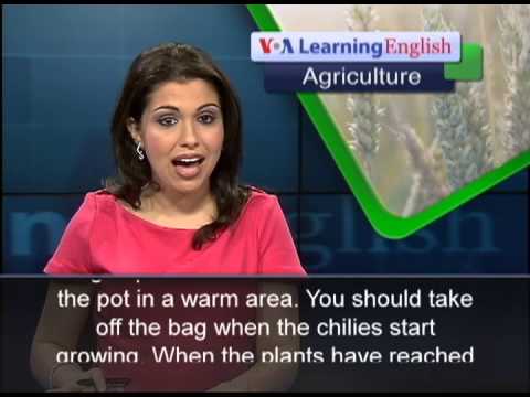 how to transplant rubber tree