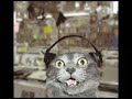 cats love rush ! ! !