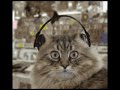 cats love rush ! ! !