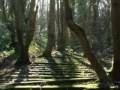 Koan - Forgotten Path
