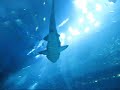Dubai Aquarium