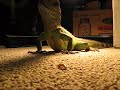 Feeding Miss Piggy