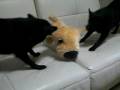 Schipperke Black devils