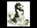 BlizzardTheHusky1234