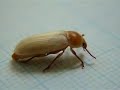 ????????????? Eclosion Of Adult Mealworm Beetle Pt.2/2 ????????????? Eclosion Of Adult Mealworm Beetle Pt.2/2