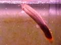 The Loach Part 2