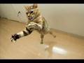 ワル可愛いニャンコちゃん(=^ェ^=)