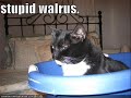 Caturday XII