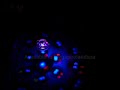 Swimming Pool Floating Light Underwater Disco Changing Color