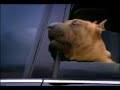 Audi S4 V8 �s a Kutya
