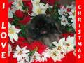 videos de Christmas Peke A Tzu Rescue