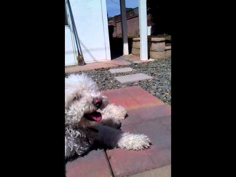 caplan45 - This video was uploaded from an Android phone.