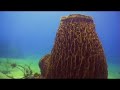 Diving Plongée Tauchen - Dominica